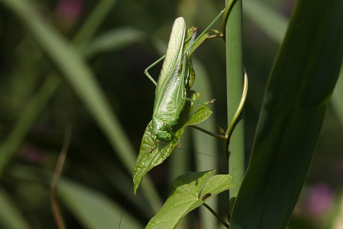 Grote Groene Sprinkhaan